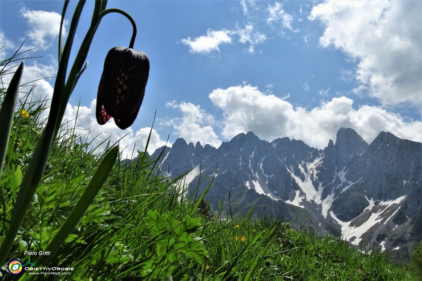 26 Fritillaria con vista sulle Piccole Dolomiti Scalvine.JPG